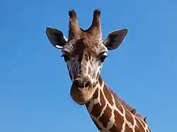 Giraffe