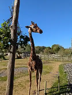 Netgiraffe