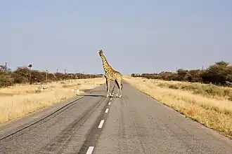 De C40 tussen Otjikondo en Outjo met een giraffe