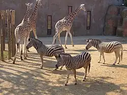 Giraffes en zebra's