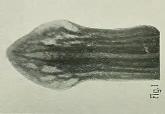 Girardia longistriata