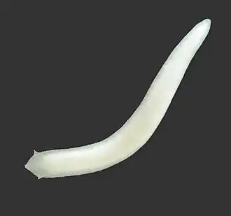 Girardia multidiverticulata