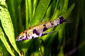 Girardinus denticulatus