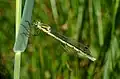 Tangpantserjuffer (Lestes dryas) ♀
