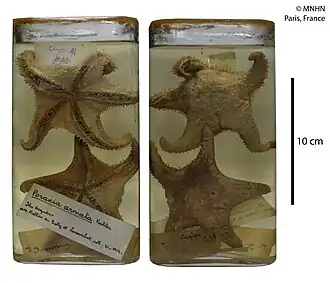 Glabraster antarctica