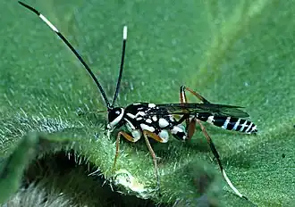 Glabridorsum stokesii