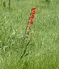 waaier bij Gladiolus delenii