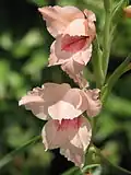 Gladiolus saundersii
