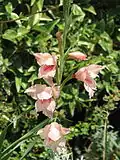 Gladiolus saundersii