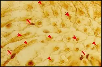 Leptoneta trabucensis