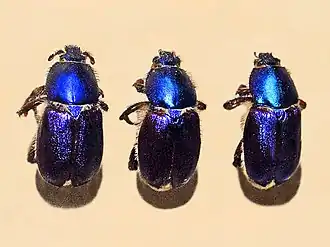 Glaphyrus maurus