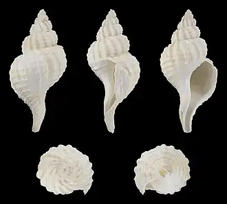 Glaphyrina caudata