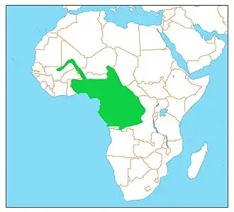 Grijze vorkstaartplevier