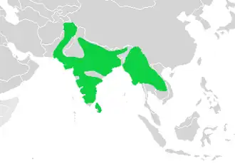 Kleine vorkstaartplevier