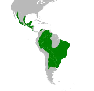 Braziliaanse dwerguil