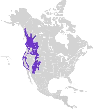 Noordelijke dwerguil