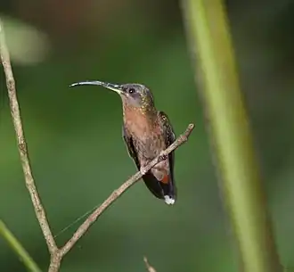 Roodborstheremietkolibrie