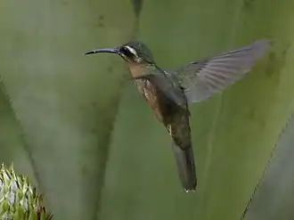 Bronsstaartheremietkolibrie