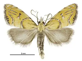 Glaucocharis auriscriptella