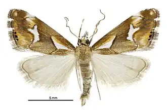 Glaucocharis interruptus