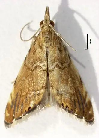 Glaucocharis leucoxantha