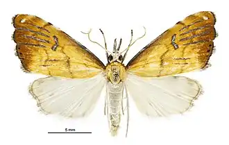 Glaucocharis metallifera