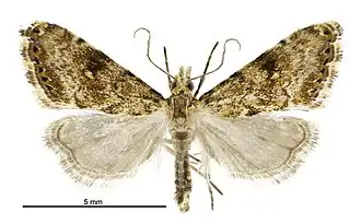 Glaucocharis parorma