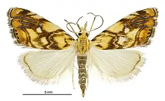 Glaucocharis selenaea