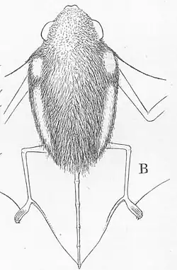 Glauconycteris alboguttata