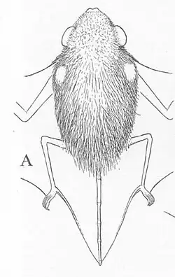 Glauconycteris humeralis