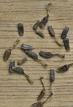 Vruchten van de buisbloemen