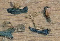 Gevleugelde vruchten van de lintbloemen