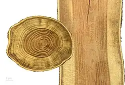 Stam, dwarse en overlangse doorsnede