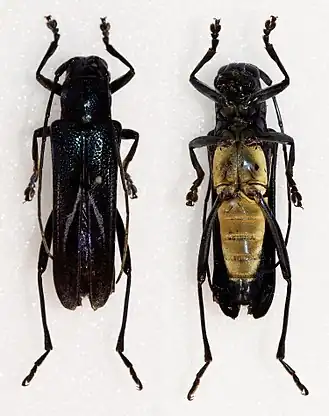 Glenea apicepurpurata