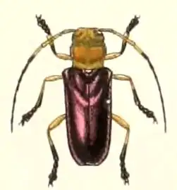 Glenea astathiformis