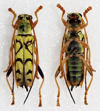 Glenea citrinopubens