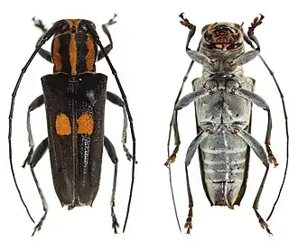 Glenea fulvomaculata