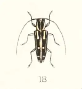 Glenea ossifera