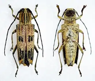 Glenea quadrinotata