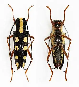 Glenea quadriochreomaculata