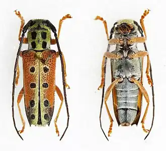 Glenea quatuordecimmaculata