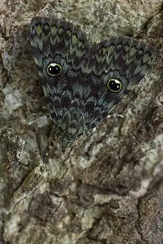 Glenopteris oculifera