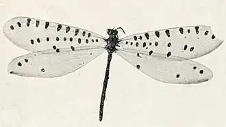 Callistoleon erythrocephalus