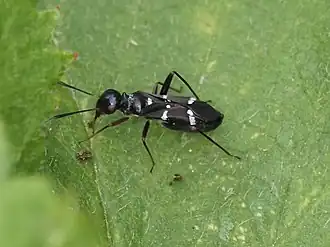 Globiceps sphaegiformis