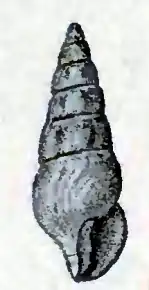 Globidrillia hemphillii