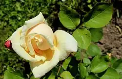 'Gloire de Dijon' (Jacotot, 1850)