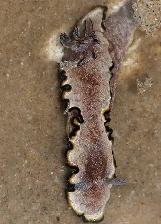 Glossodoris gregorius