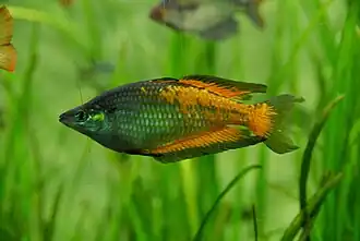 Glossolepis multisquamata