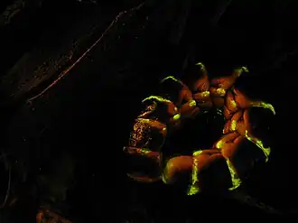 Zarhipis integripennis