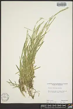 Herbarium exemplaar